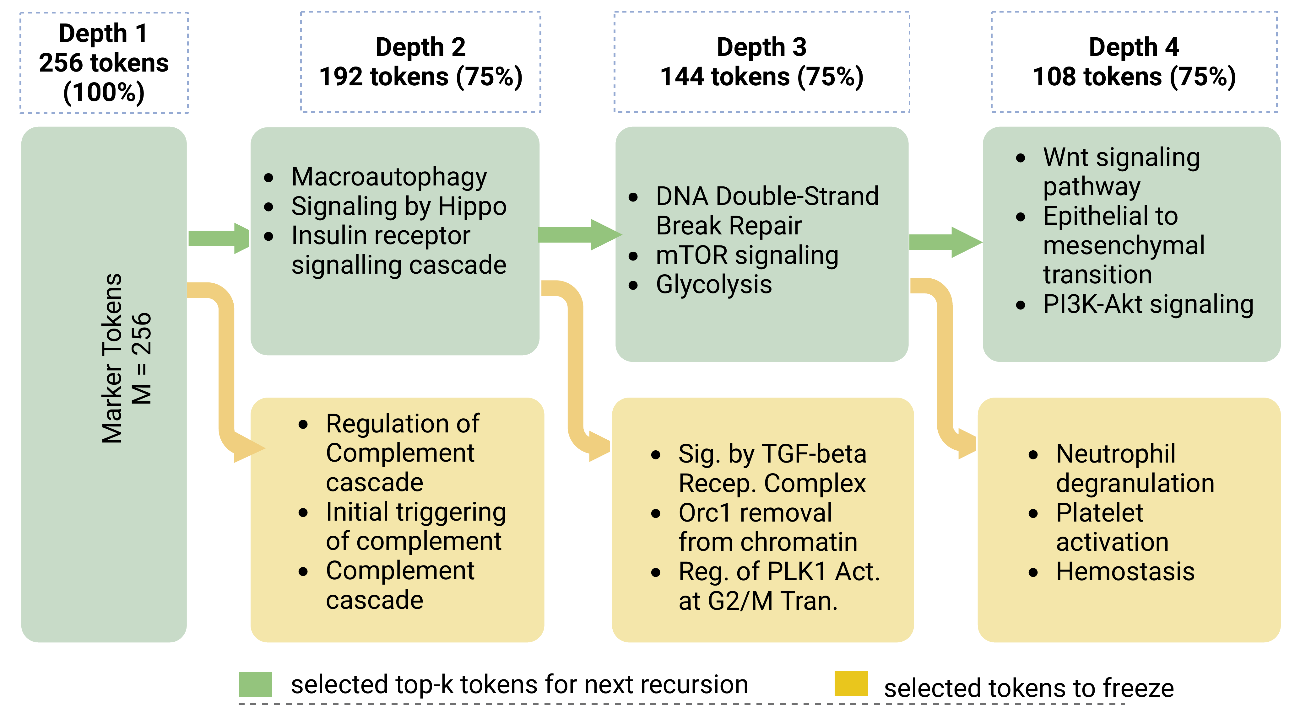 Biological case study: pathway tokens kept for further recursion versus frozen tokens