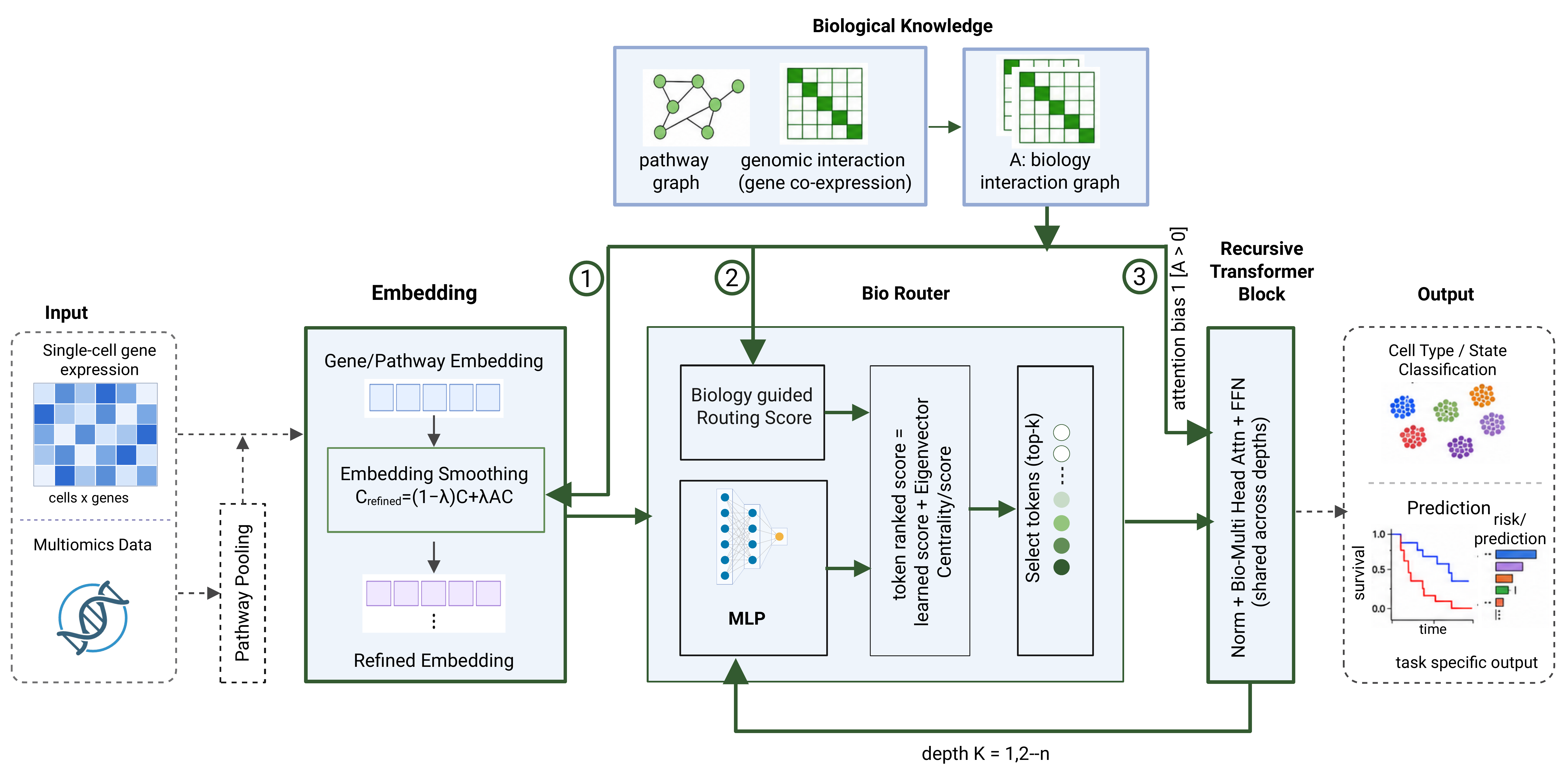 bioMoR overview: genomic tokenization and three biology-injection sites in a weight-shared recursive Transformer