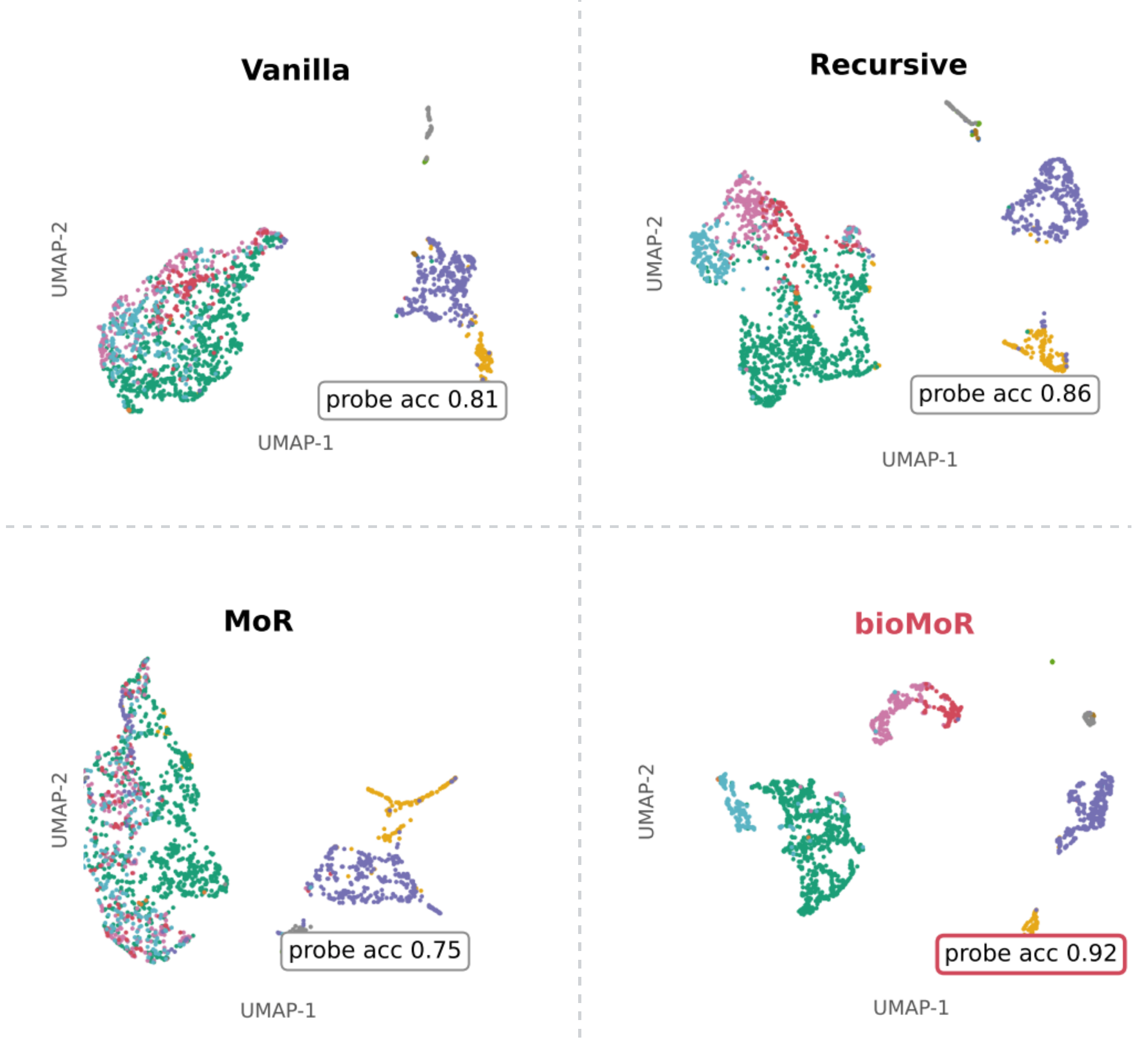 UMAP of frozen penultimate embeddings on Segerstolpe for Vanilla, Recursive, MoR, and bioMoR